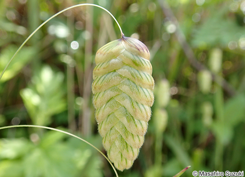 コバンソウ Briza maxima