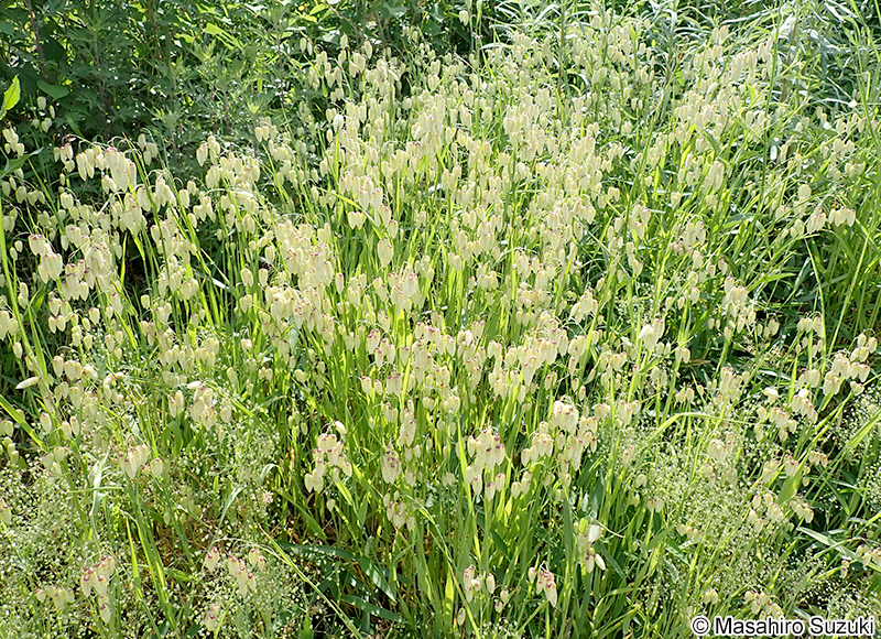 コバンソウ Briza maxima