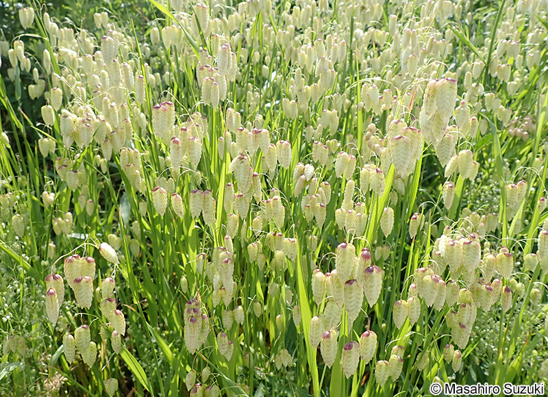 コバンソウ Briza maxima