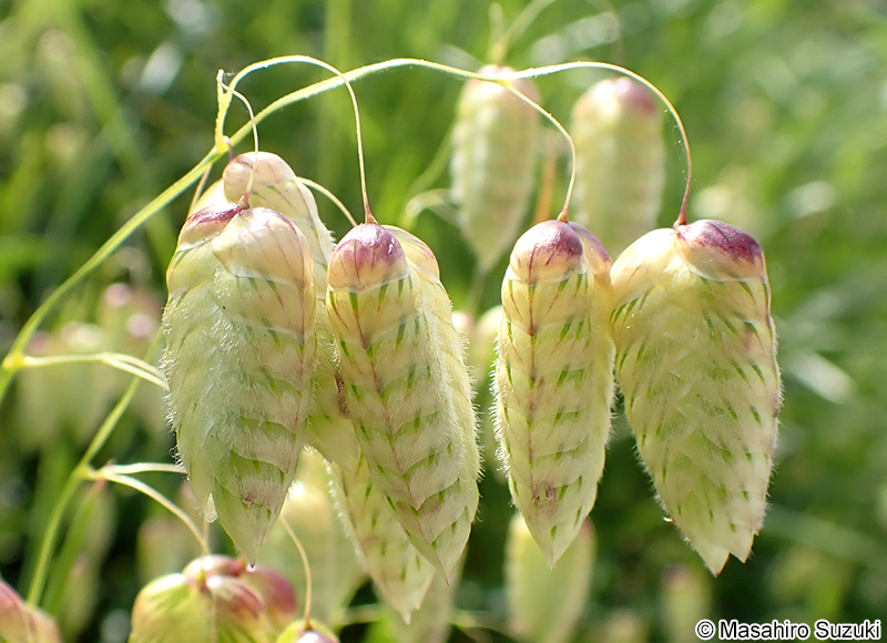 コバンソウ Briza maxima