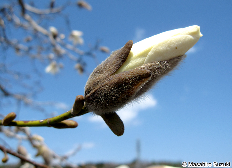 コブシ Magnolia kobus