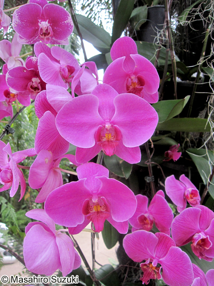 コチョウラン Phalaenopsis