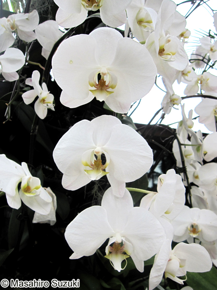 コチョウラン Phalaenopsis