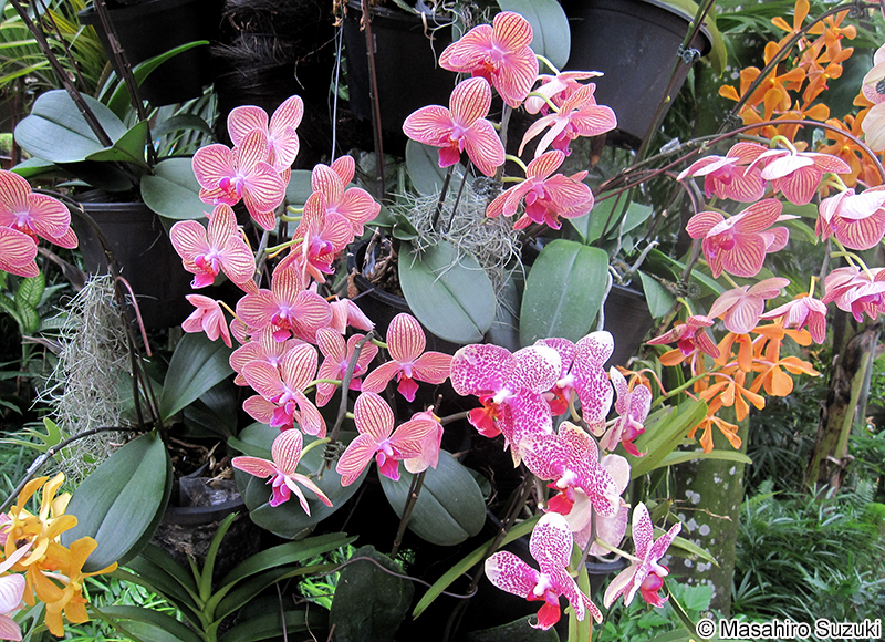 コチョウラン Phalaenopsis sp.