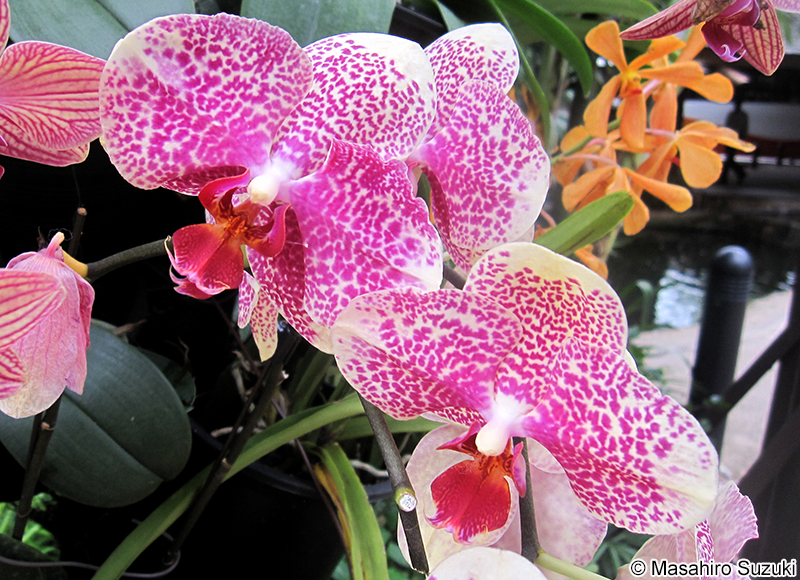 コチョウラン Phalaenopsis sp.