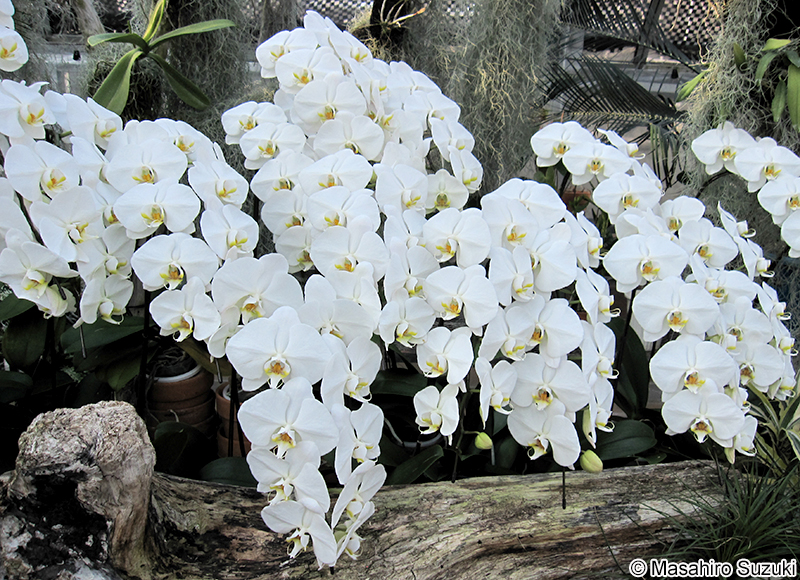 コチョウラン Phalaenopsis sp.
