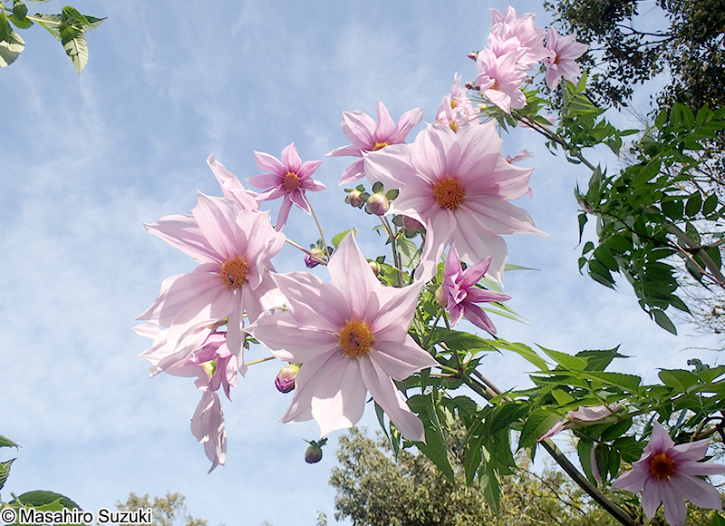 コダチダリア Dahlia imperialis