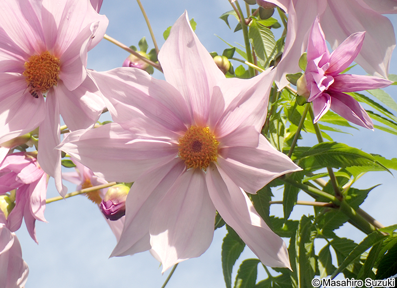 コダチダリア Dahlia imperialis