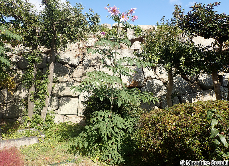 コダチダリア Dahlia imperialis