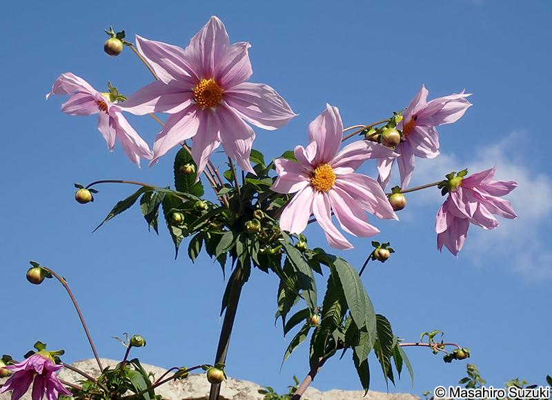 コダチダリア Dahlia imperialis