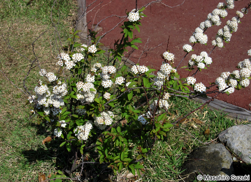 コデマリ Spiraea cantoniensis