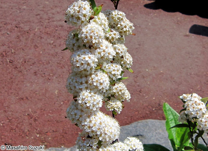 コデマリ Spiraea cantoniensis
