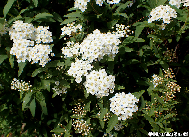 コデマリ Spiraea cantoniensis