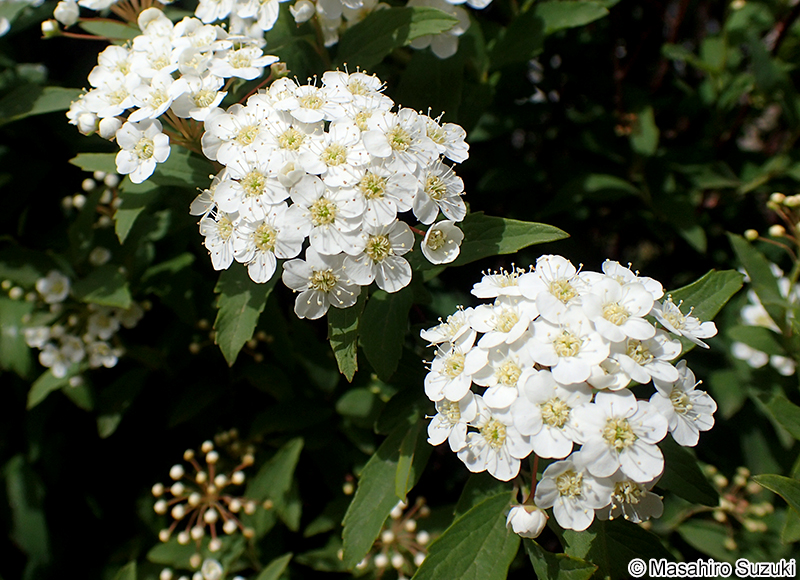 コデマリ Spiraea cantoniensis