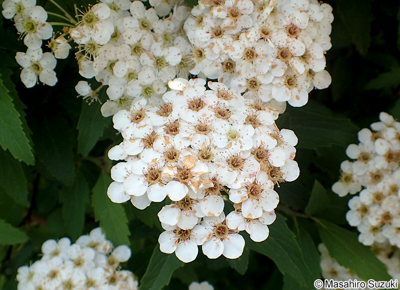コデマリ Spiraea cantoniensis