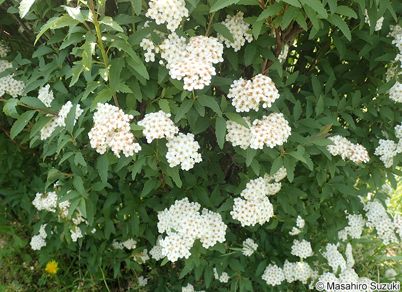 コデマリ Spiraea cantoniensis