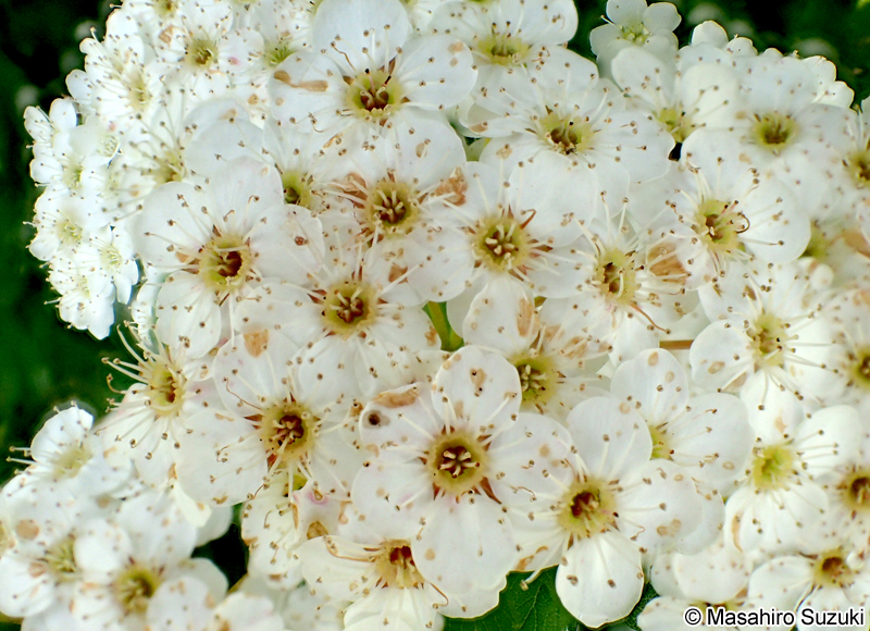 コデマリ Spiraea cantoniensis