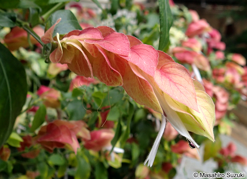 コエビソウ Justicia brandegeeana