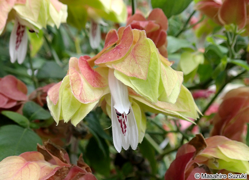 コエビソウ Justicia brandegeeana