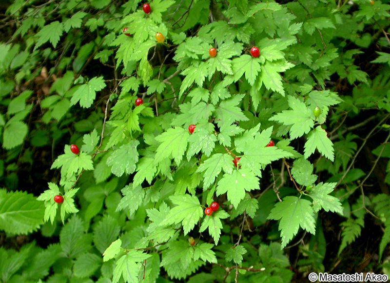 コゴメウツギ Neillia incisa