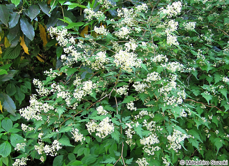 コゴメウツギ Neillia incisa