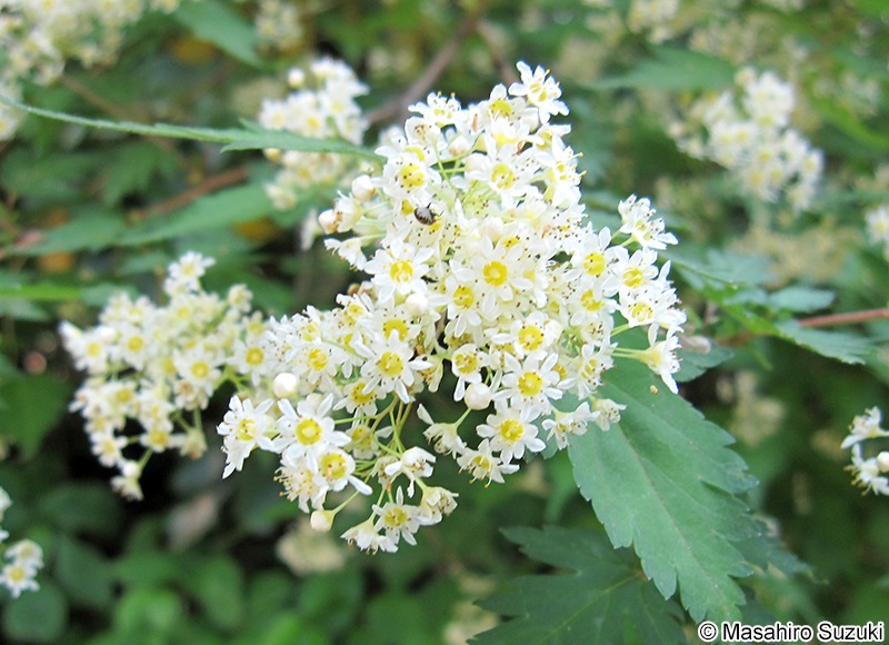 コゴメウツギ Neillia incisa