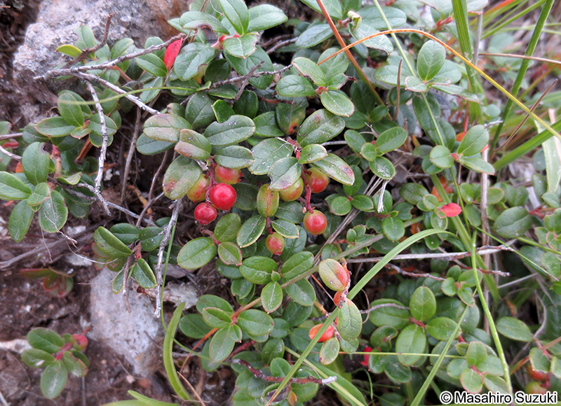 コケモモ Vaccinium vitis-idaea