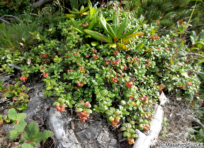 コケモモ Vaccinium vitis-idaea