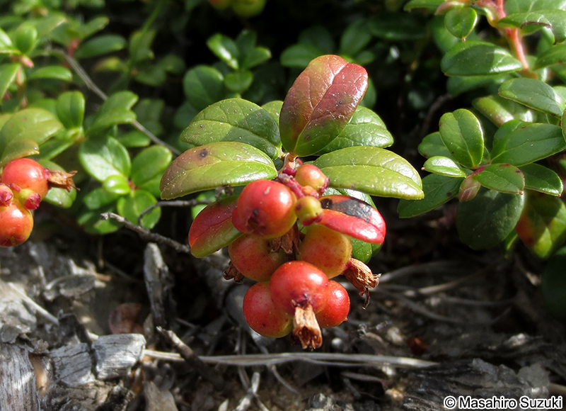 コケモモ Vaccinium vitis-idaea