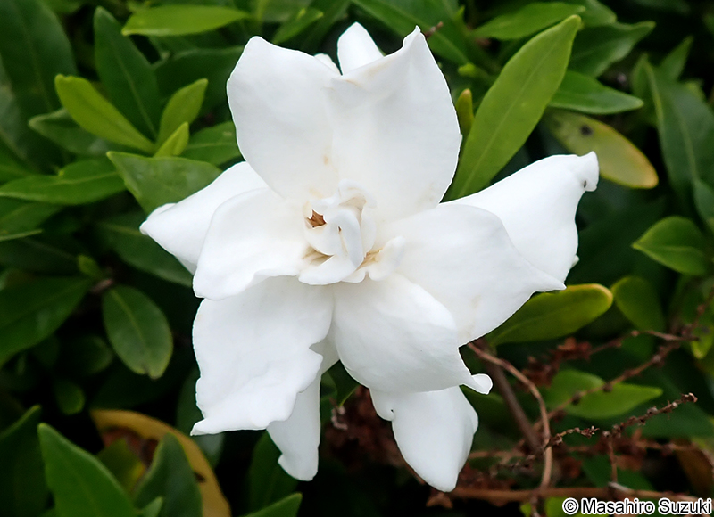 コクチナシ Gardenia jasminoides var. radicans