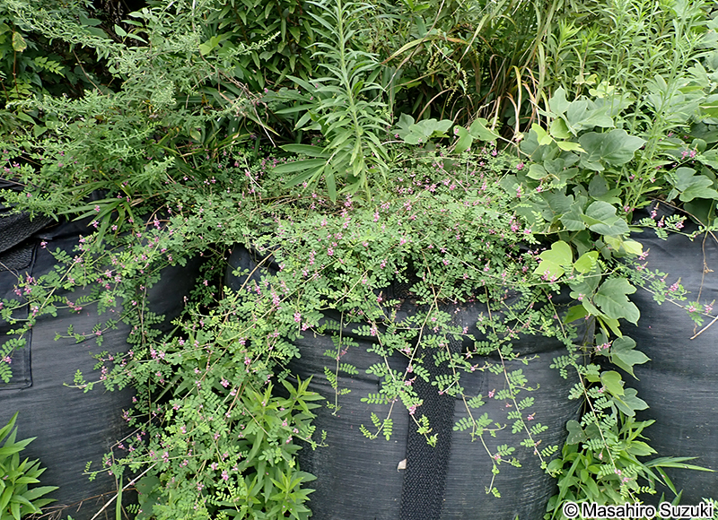 コマツナギ Indigofera pseudotinctoria