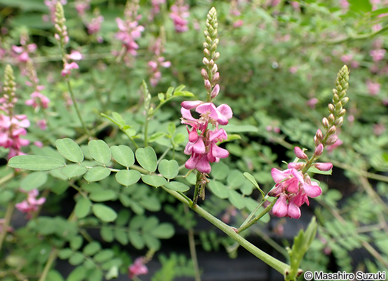 コマツナギ Indigofera pseudotinctoria