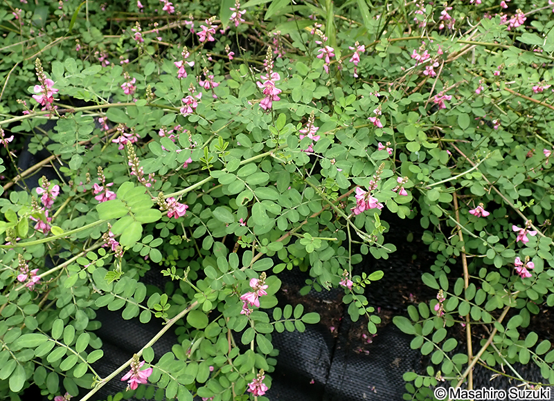 コマツナギ Indigofera pseudotinctoria