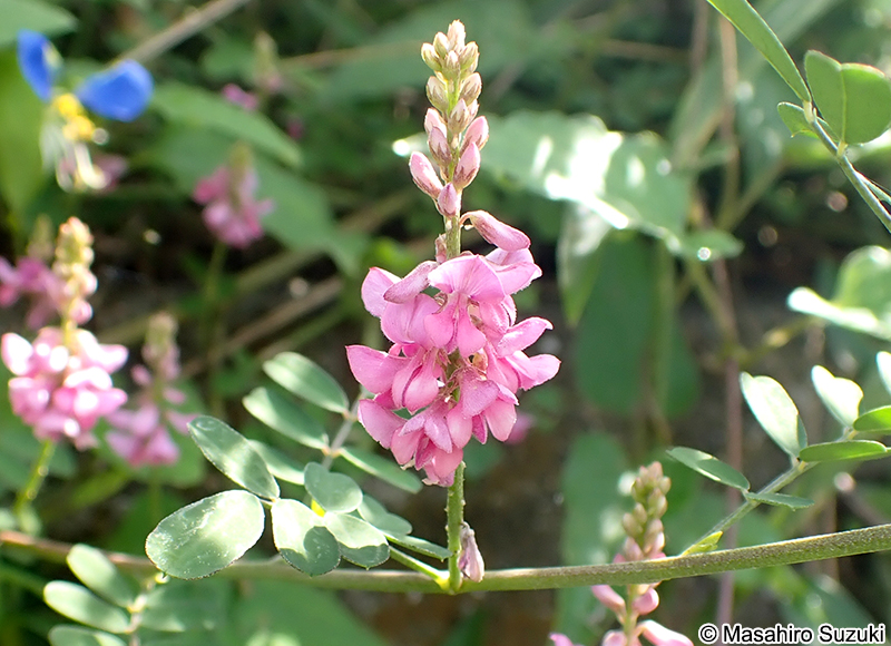 コマツナギ Indigofera pseudotinctoria