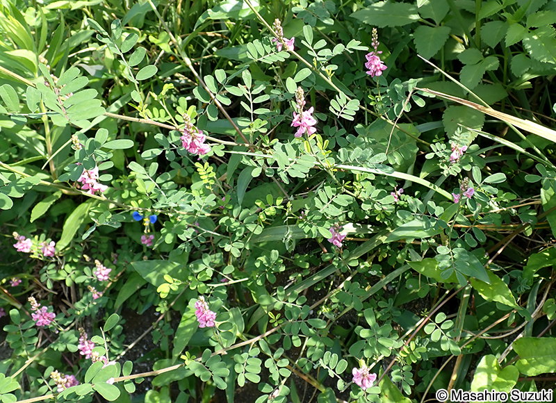 コマツナギ Indigofera pseudotinctoria