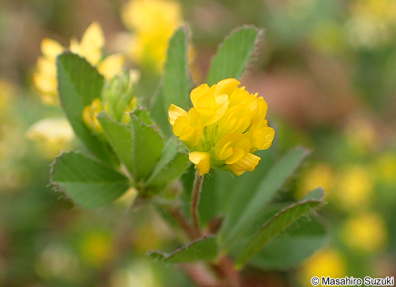 コメツブツメクサ Trifolium dubium