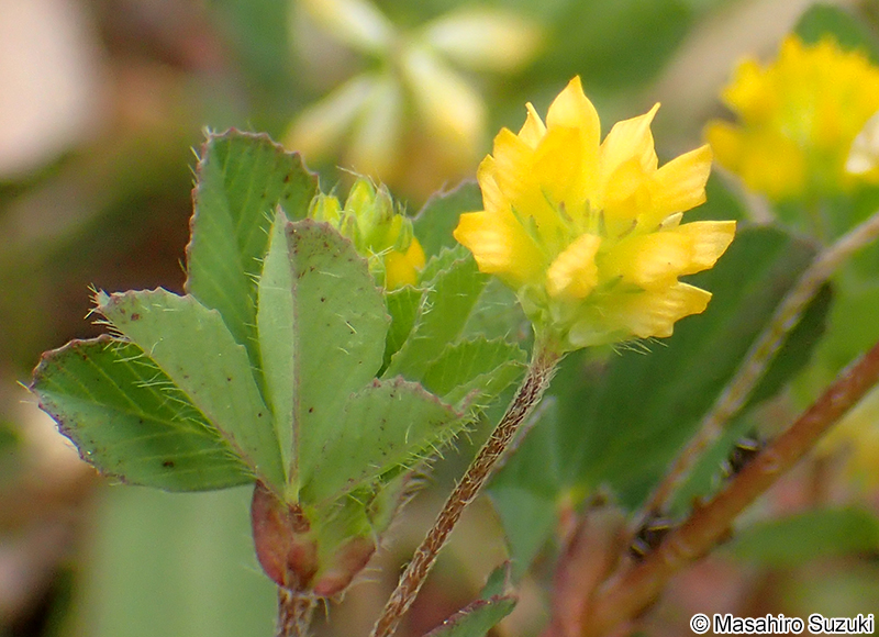 コメツブツメクサ Trifolium dubium
