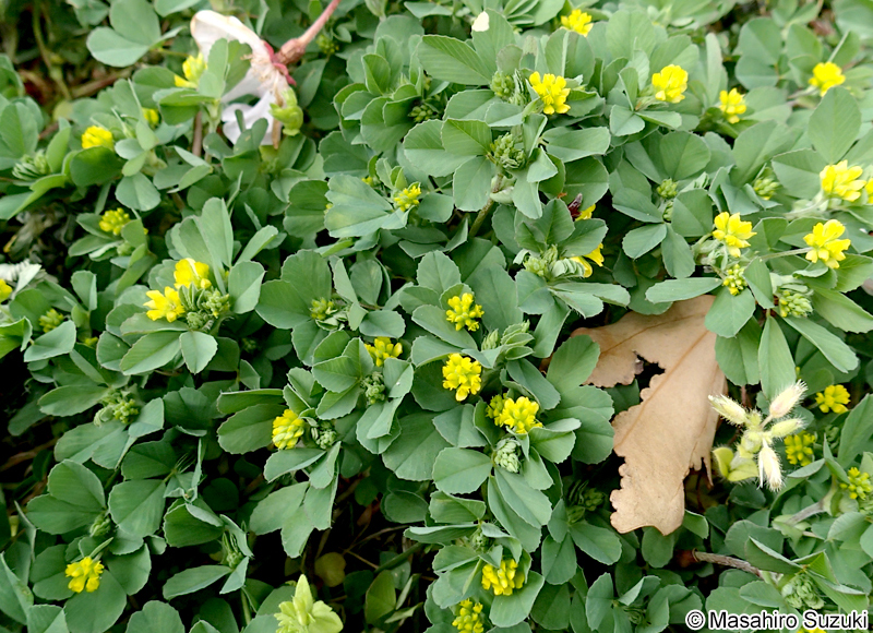 コメツブツメクサ Trifolium dubium