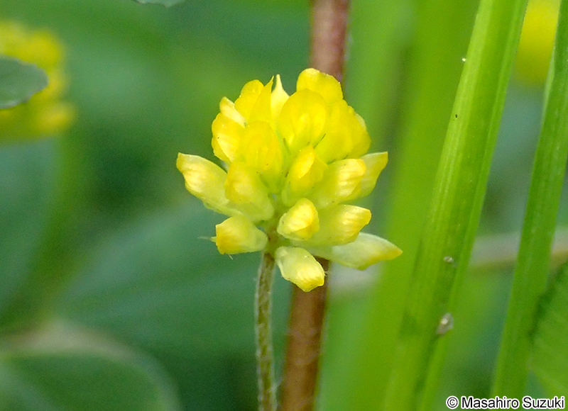 コメツブツメクサ Trifolium dubium