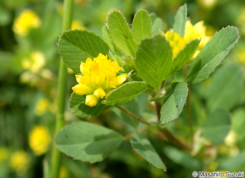 コメツブツメクサ Trifolium dubium