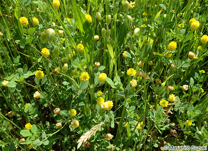 コメツブウマゴヤシ Medicago lupulina