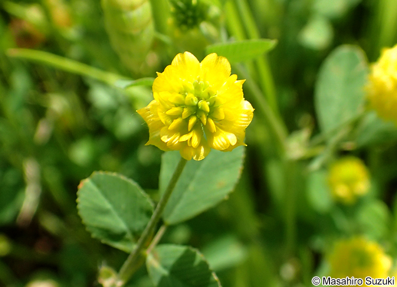 コメツブウマゴヤシ Medicago lupulina