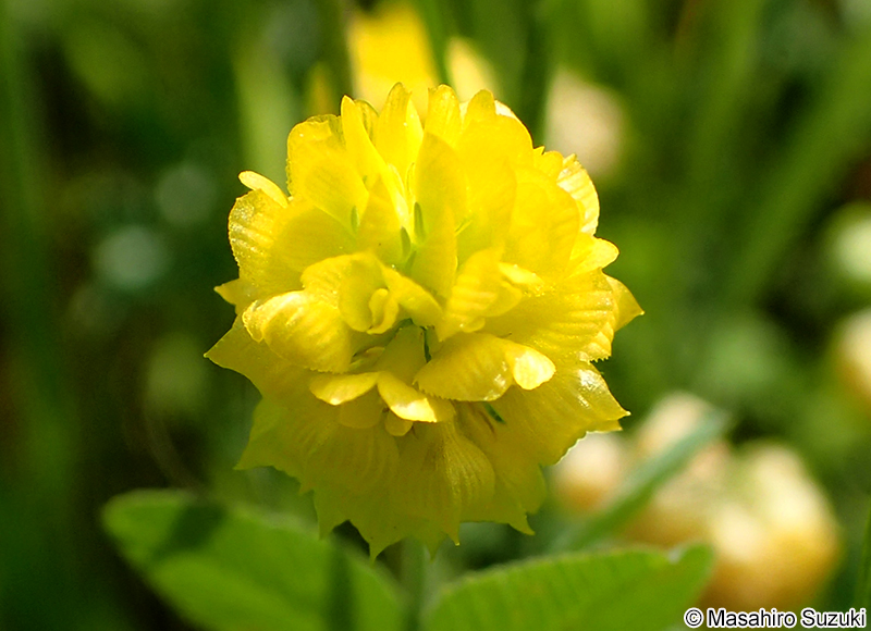 コメツブウマゴヤシ Medicago lupulina