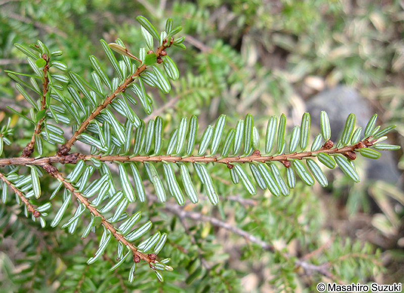 コメツガ Tsuga diversifolia