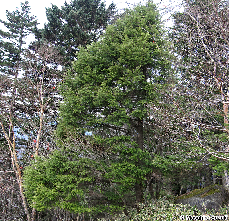 コメツガ Tsuga diversifolia