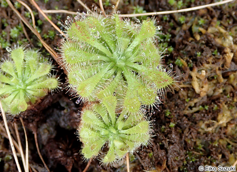 コモウセンゴケ Drosera spatulata