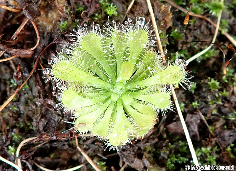 コモウセンゴケ Drosera spatulata