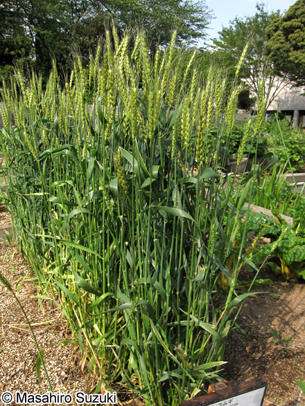 コムギ Triticum aestivum