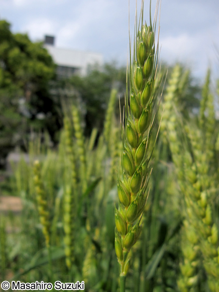 コムギ Triticum aestivum