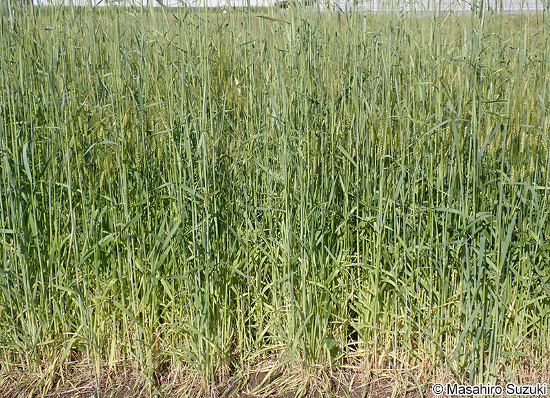 コムギ Triticum aestivum